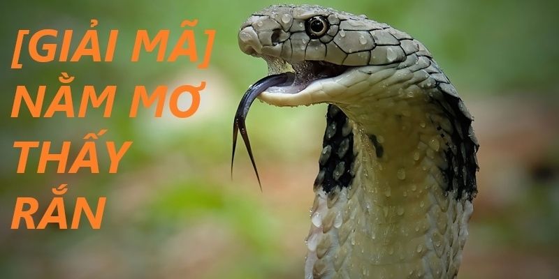 Ngủ Mơ Thấy Rắn - Điềm Báo Và Dự Đoán Con Số Liên Quan